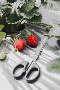 Comment bien semer des fraises ?